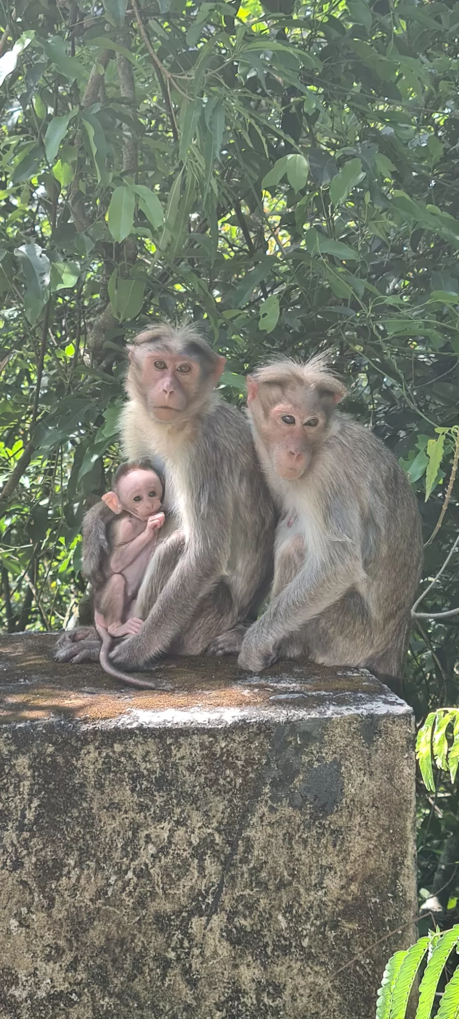 Photo of Nelliyampathy By Anjali kookal
