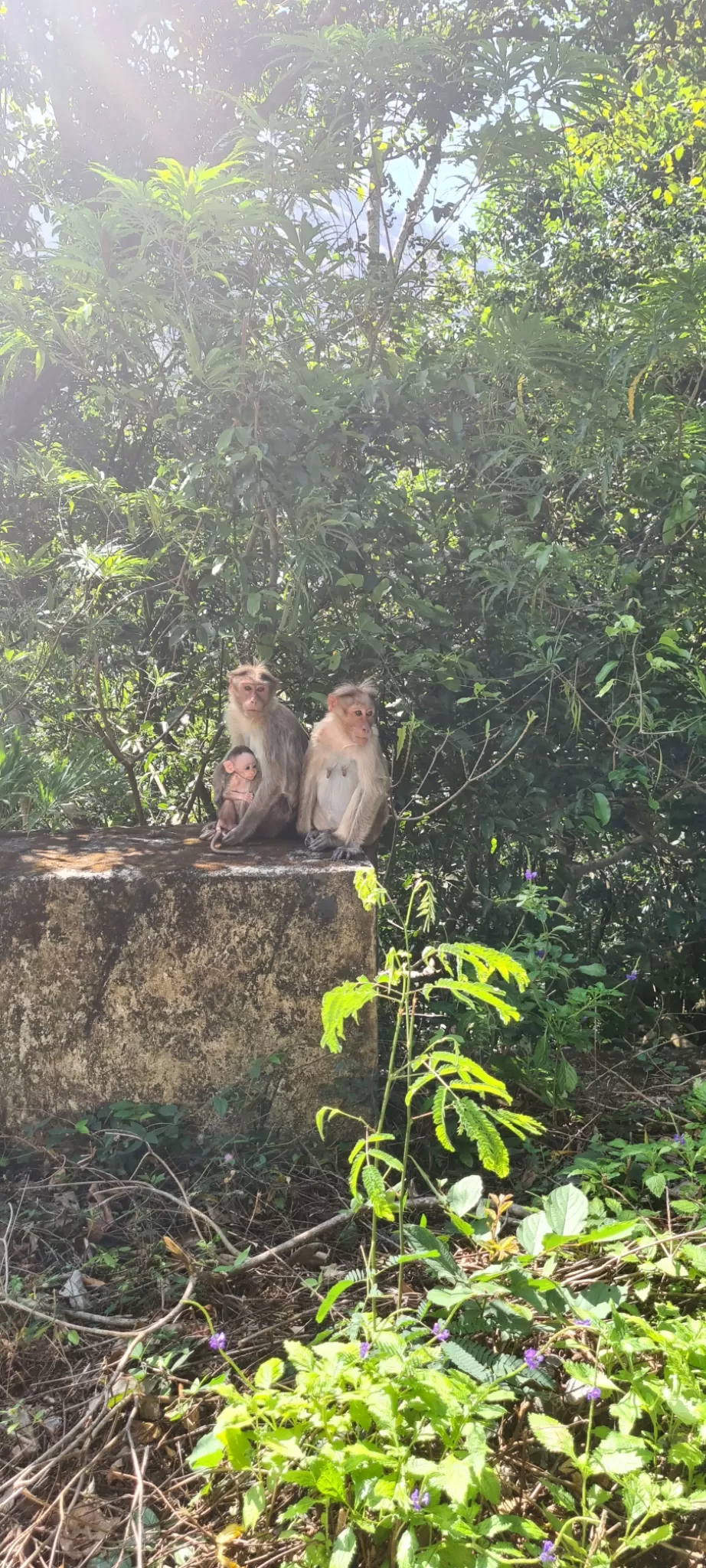 Photo of Nelliyampathy By Anjali kookal
