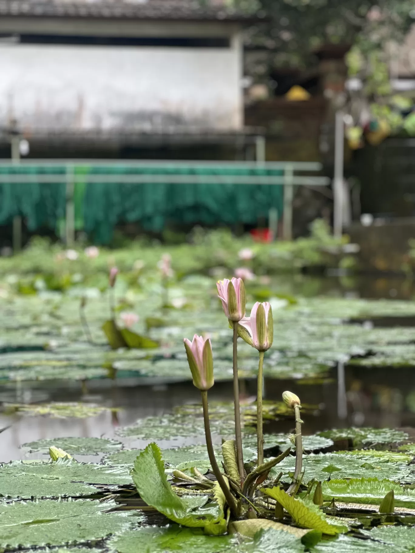 Photo of Tirta Empul Ceremony By Tanisha Mundra