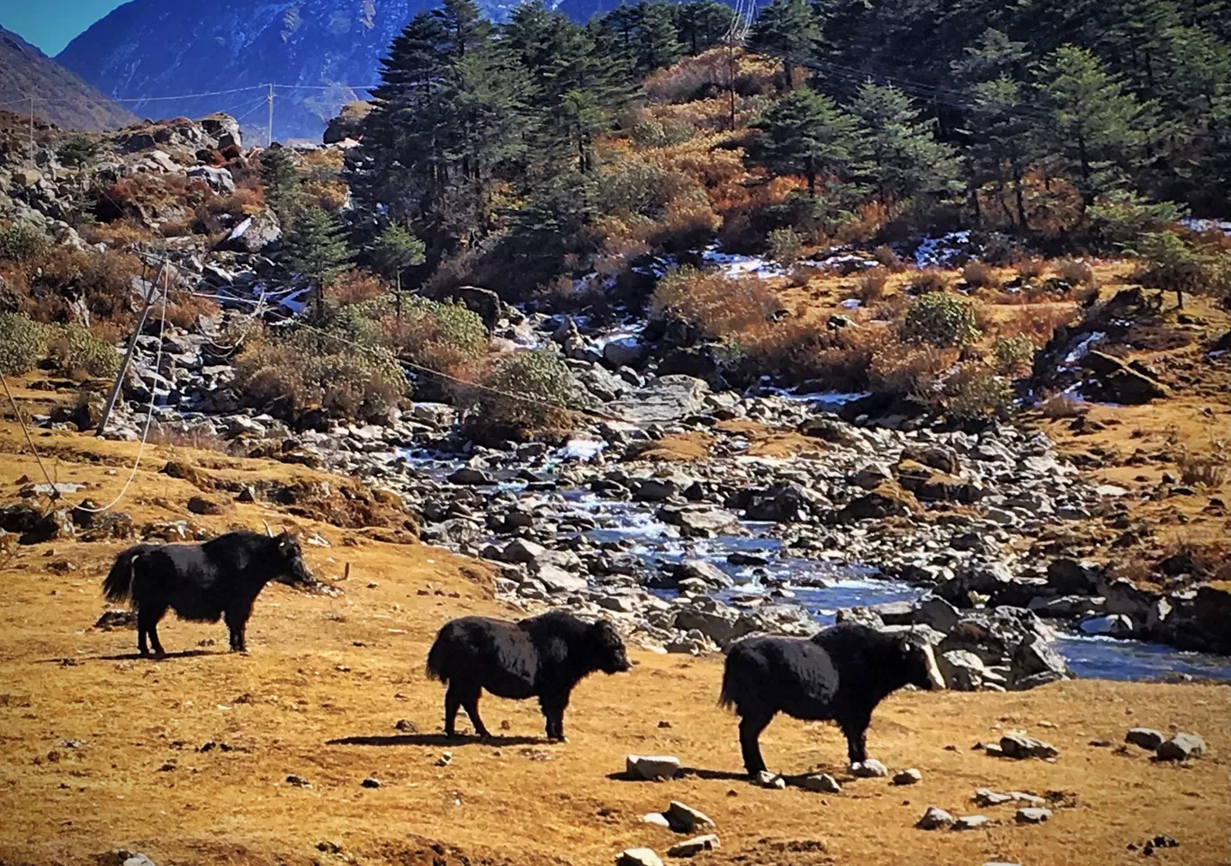 Photo of Tawang By Pooja