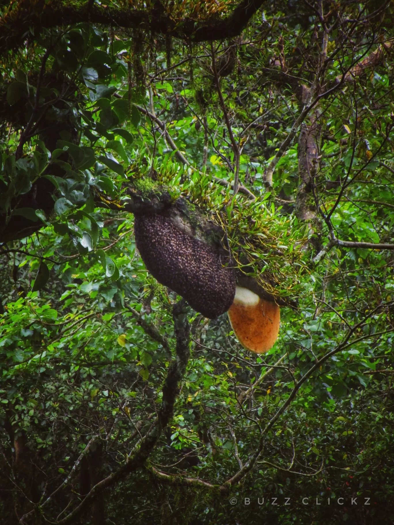 Photo of Wayanad By basil eliyas