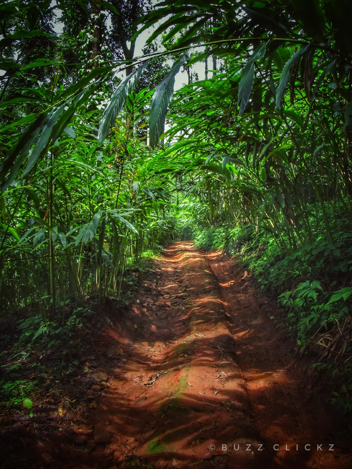 Photo of Wayanad By basil eliyas