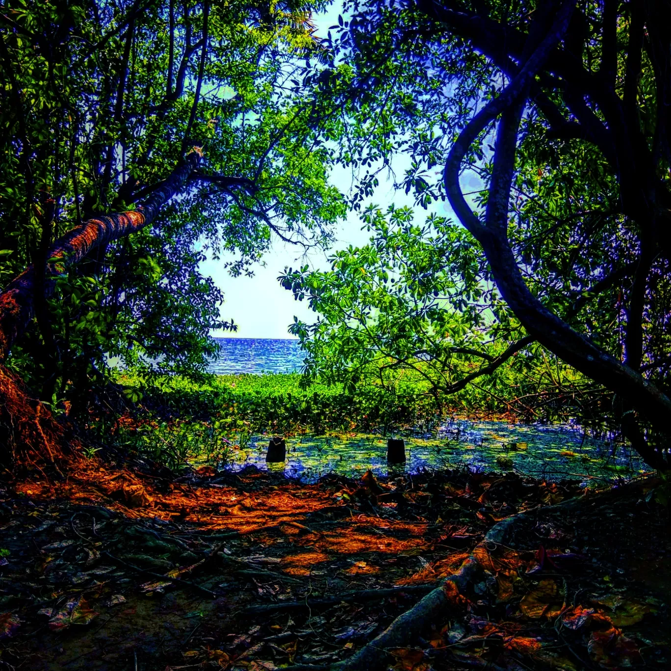 Photo of Kumarakom Bird Sanctuary Observatory Tower By Aswin Abraham John