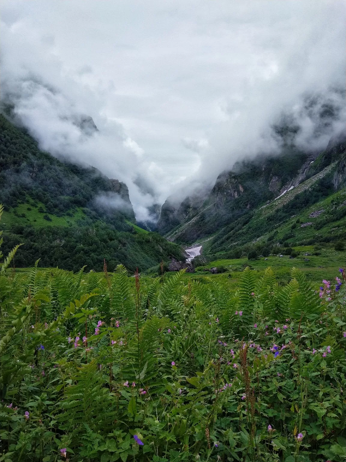 Photo of Valley of Flowers National Park By Pallavi Joshi