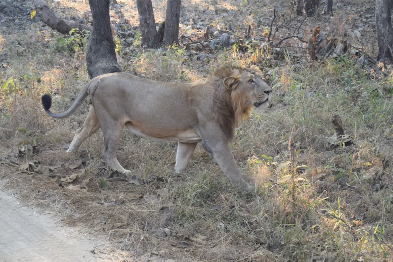 Photo of Gir National Park By Dishit Desai