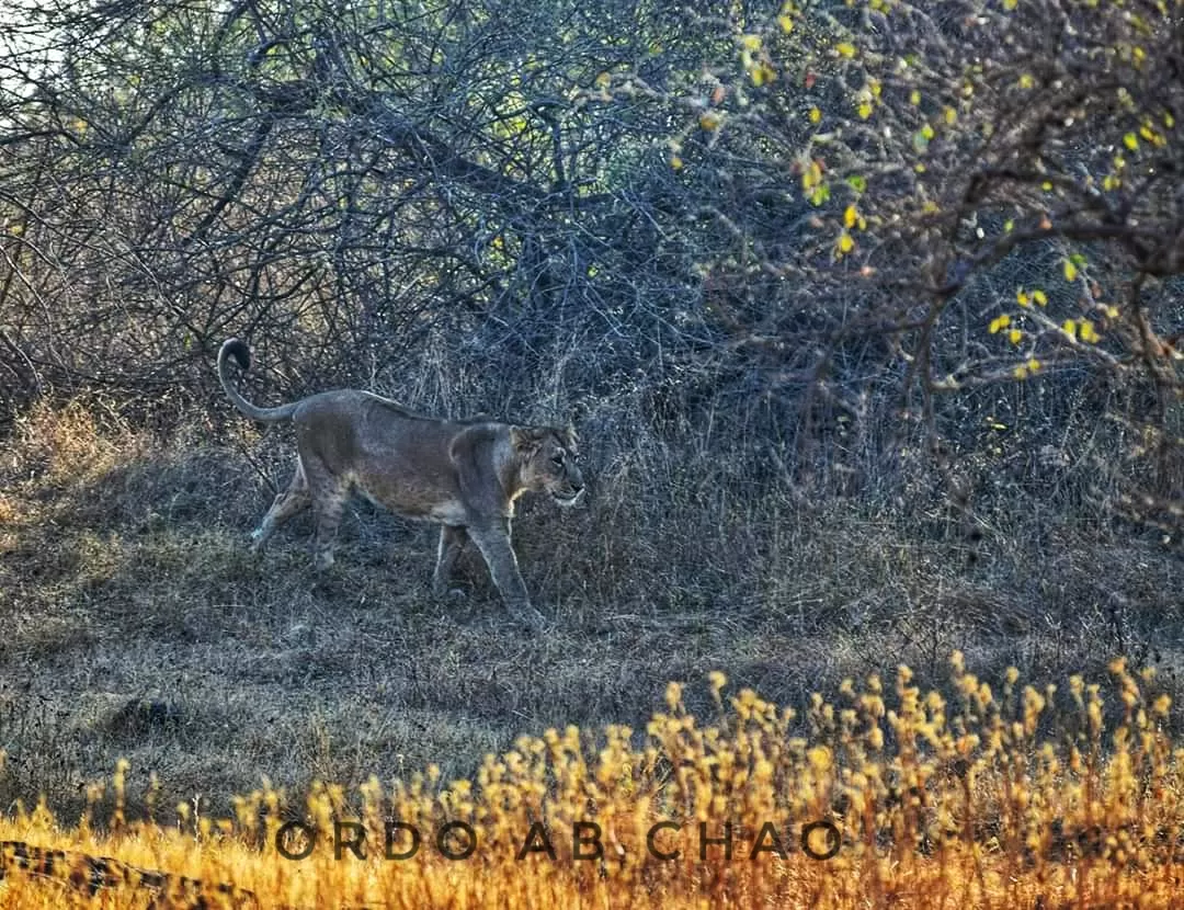 Photo of Sasan Gir By Ordo Ab Chao Blogger