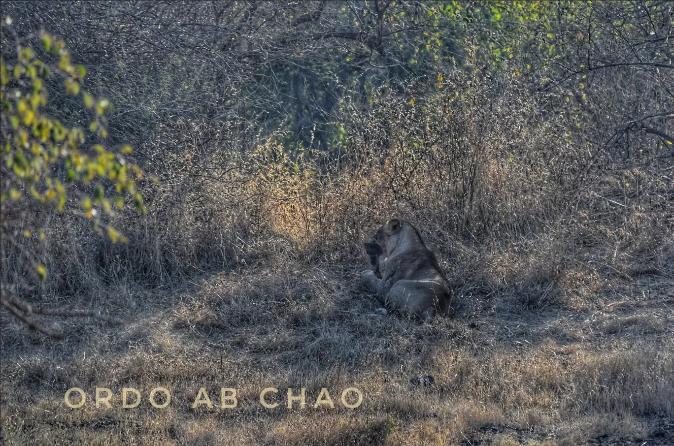 Photo of Sasan Gir By Ordo Ab Chao Blogger