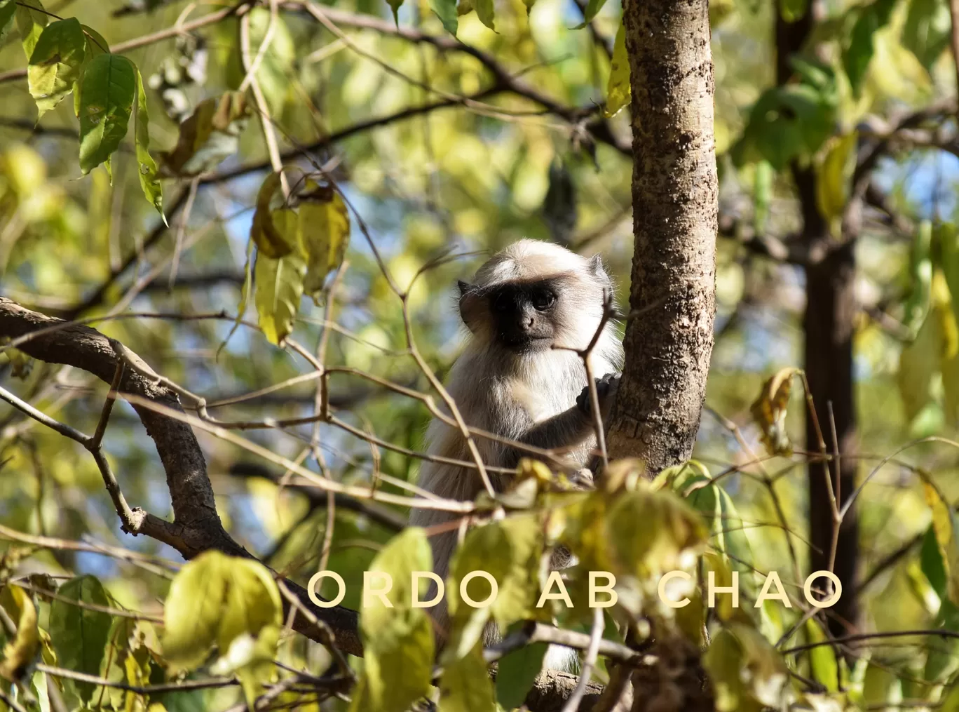 Photo of Sasan Gir By Ordo Ab Chao Blogger