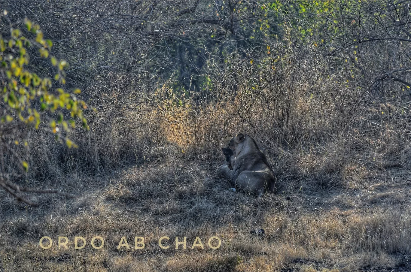 Photo of Gir National Park Gujarat By Ordo Ab Chao Blogger