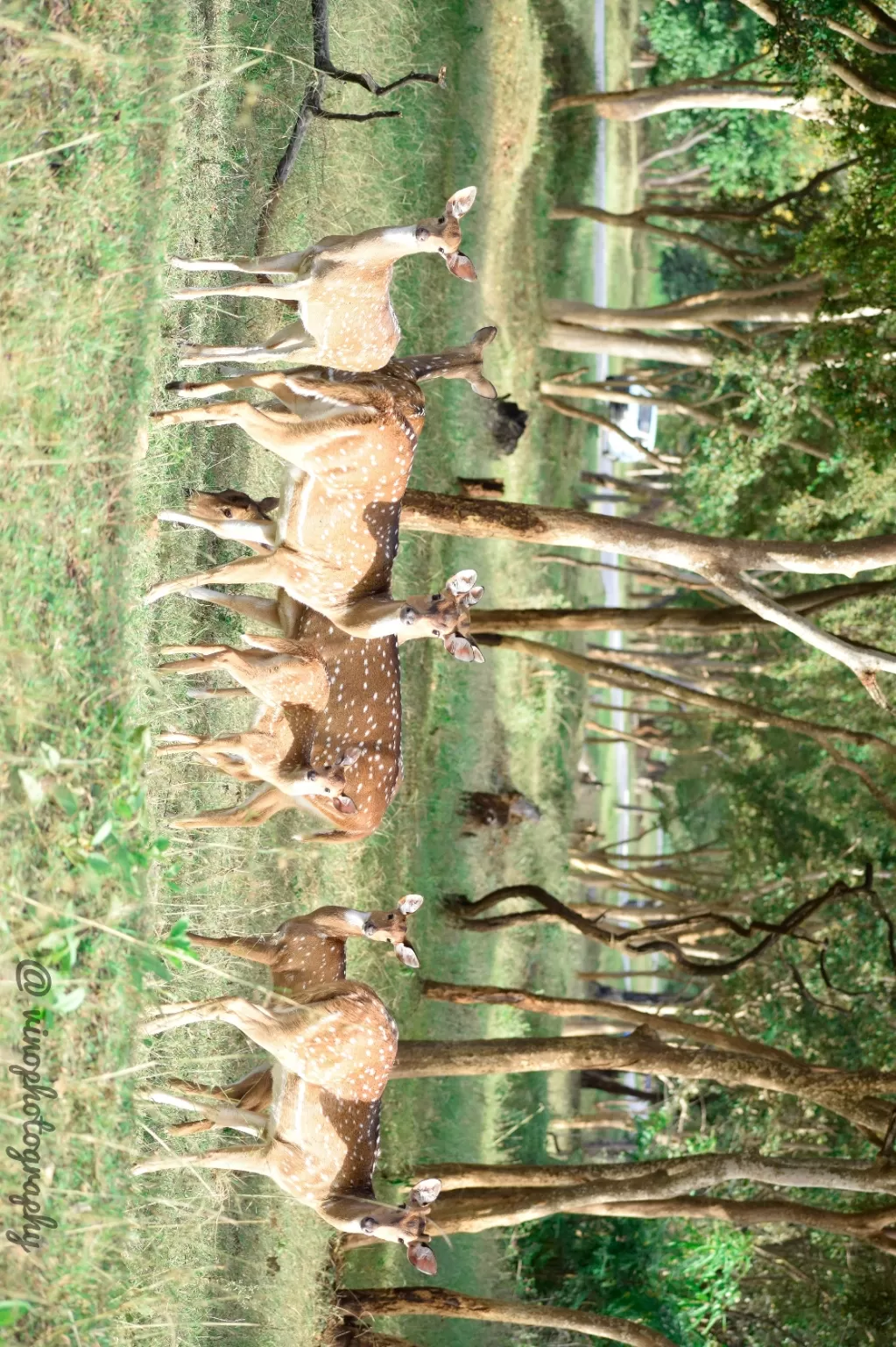 Photo of Bandipur National Park By vino-gowthaman