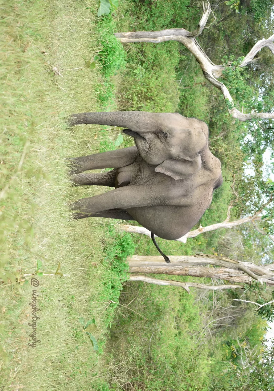 Photo of Bandipur National Park By vino-gowthaman