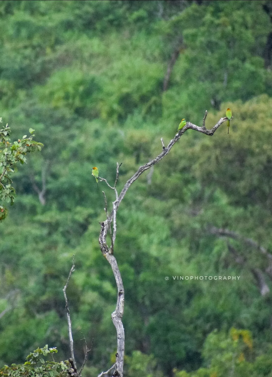 Photo of Bandipur National Park By vino-gowthaman