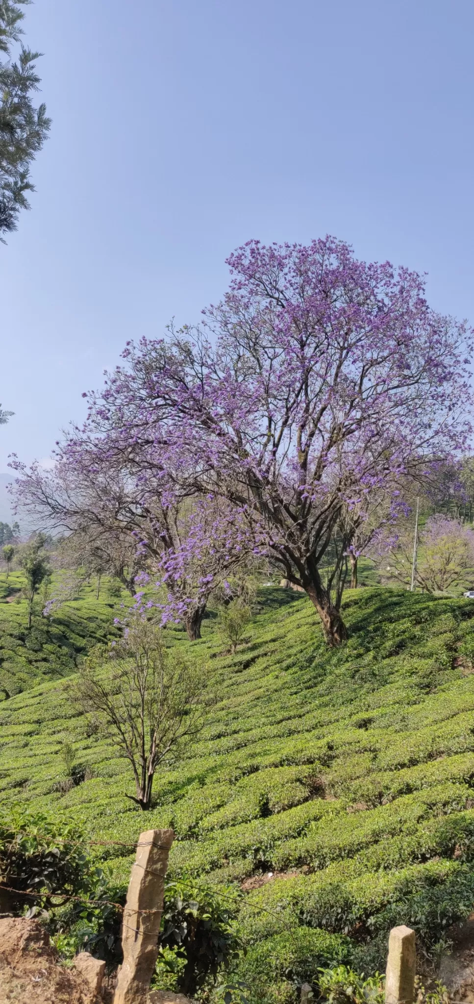 Photo of Top Station Munnar By vino-gowthaman