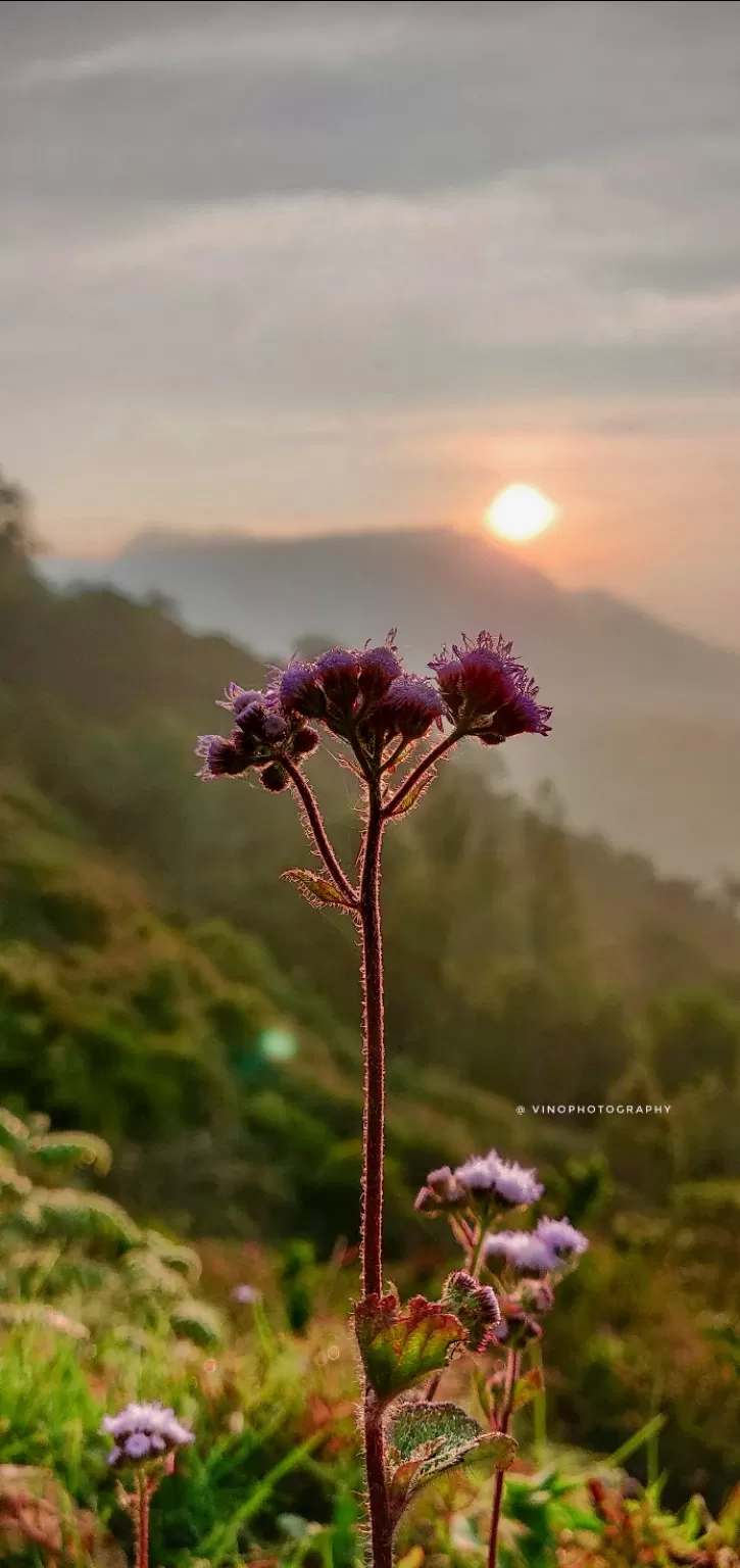 Photo of Top Station Munnar By vino-gowthaman