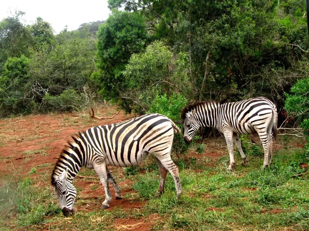 Photo of Hluhluwe-Umfolozi Game Reserve By Jublee Mazumdar