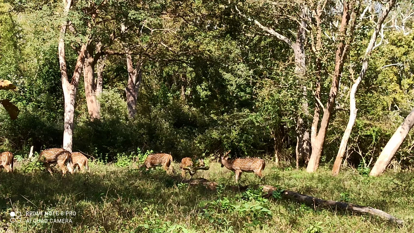 Photo of Bandipur National Park By Ganesh Kshirsagar