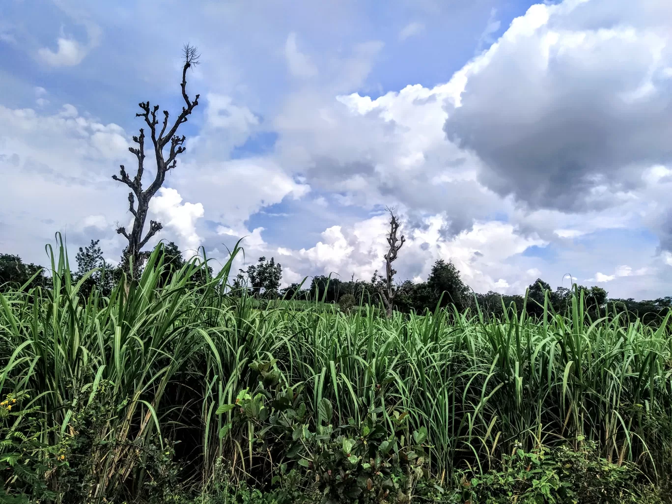 Photo of Karnataka By rashmi u