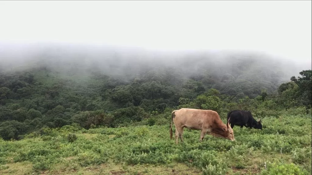 Photo of Karnataka By rashmi u
