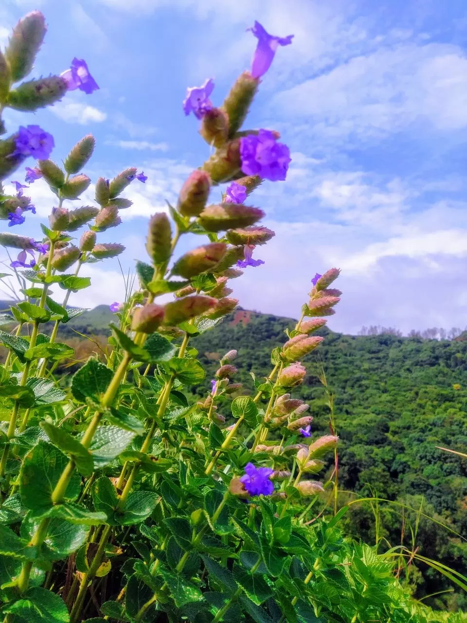 Photo of Karnataka By rashmi u