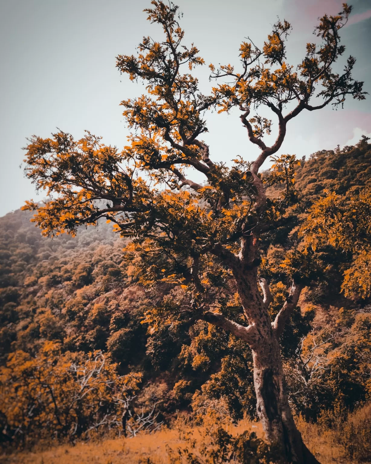 Photo of Chikhaldara By Utsav Galphat