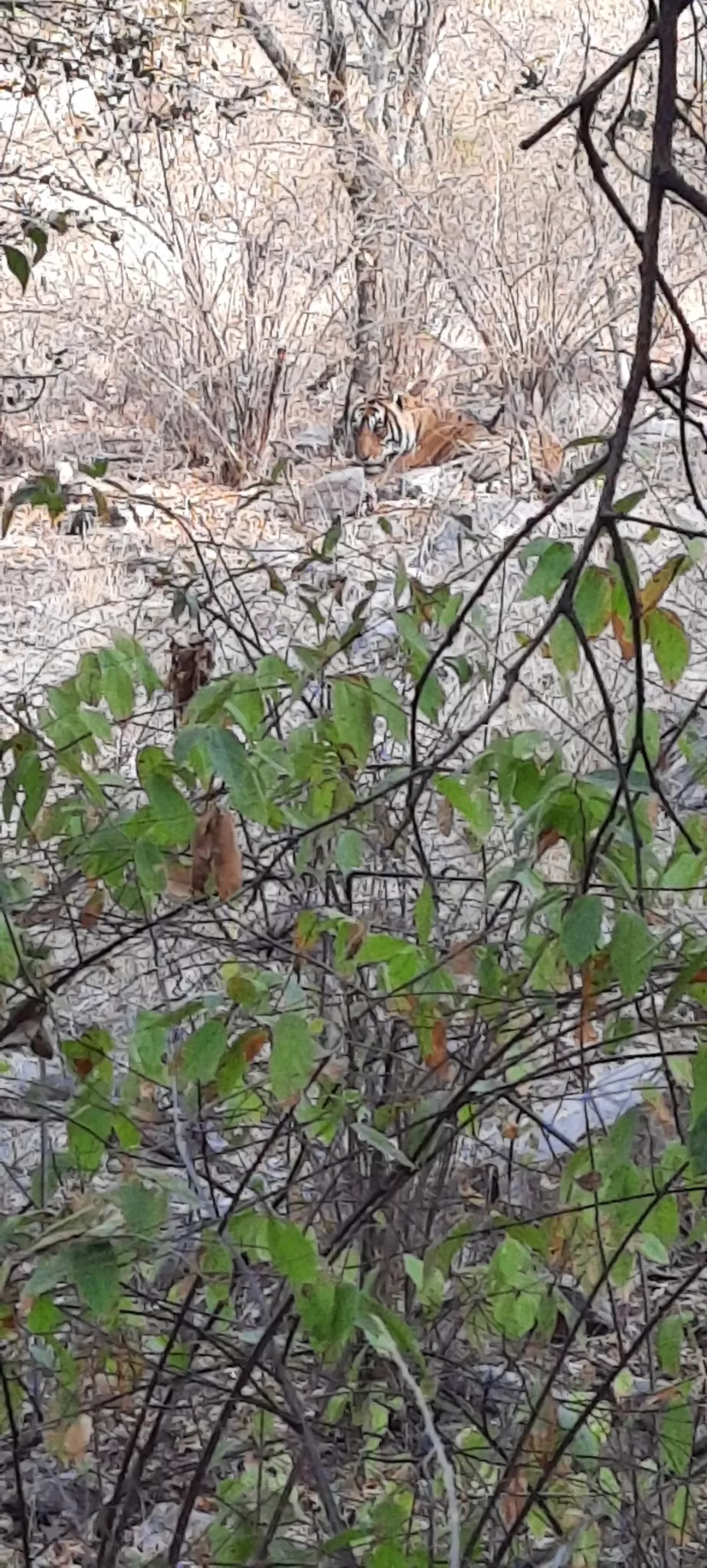 Photo of Ranthambore Tiger Reserve By Amit Rawat