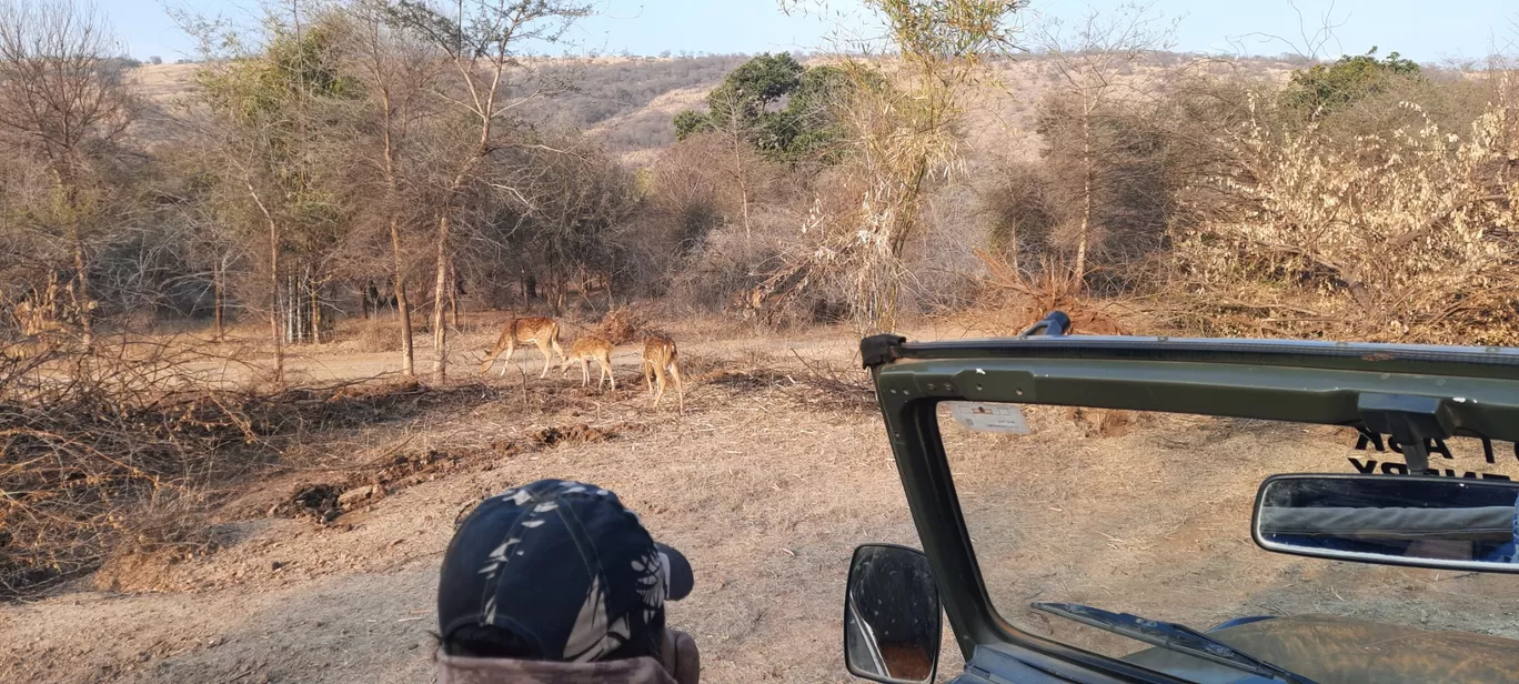 Photo of Ranthambore Tiger Reserve By Amit Rawat