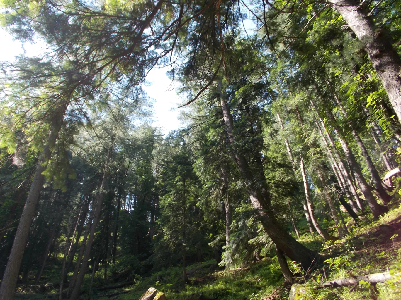 Photo of Kheerganga By Roaming Mayank