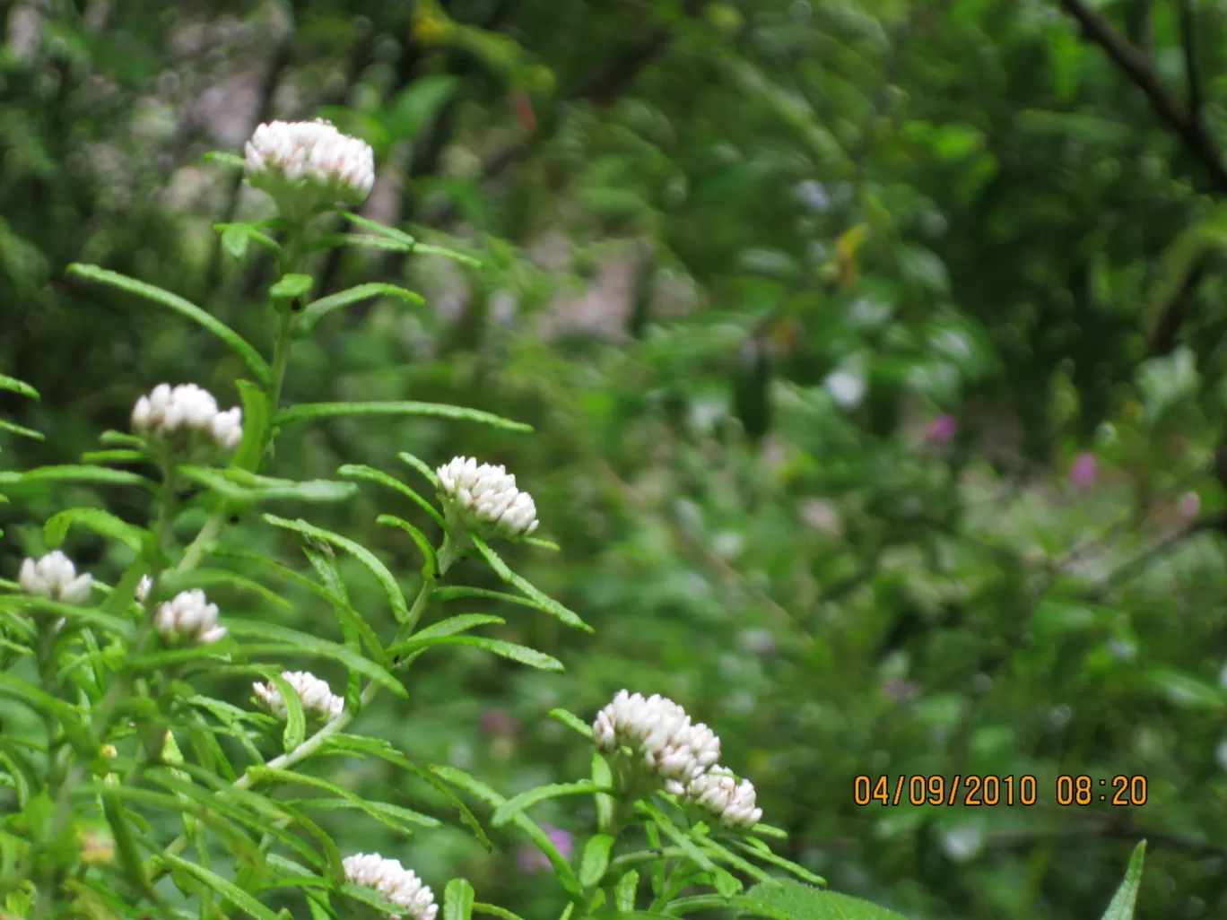 Photo of Valley of Flowers National Park By Roaming Mayank