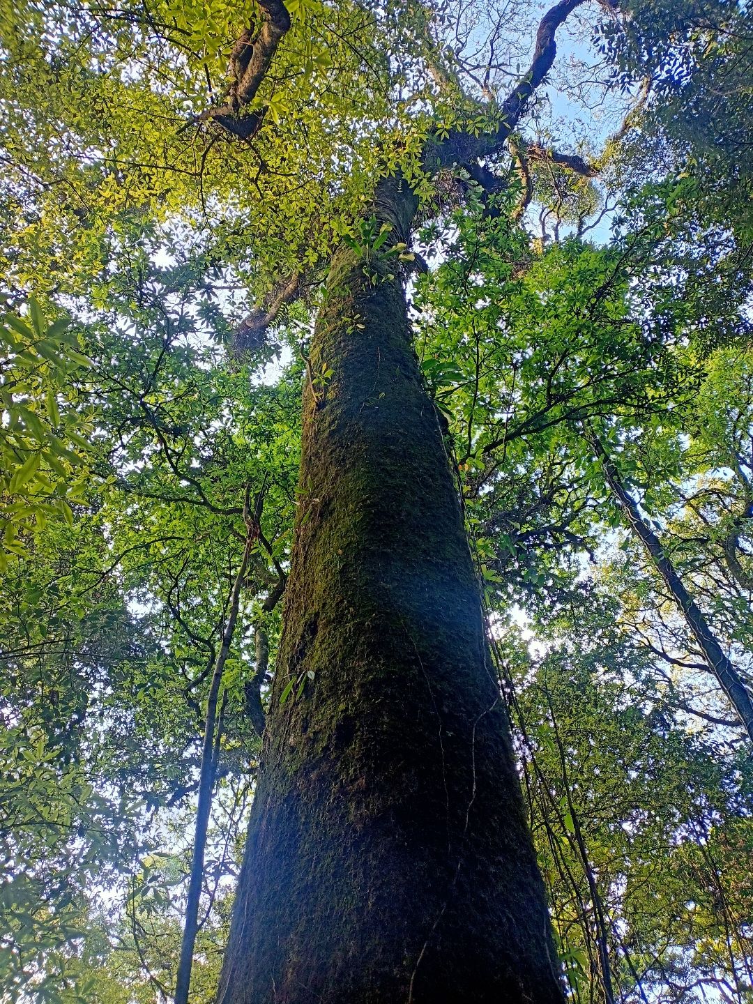 Photo of Mawphlang Sacred Grove By Roaming Mayank