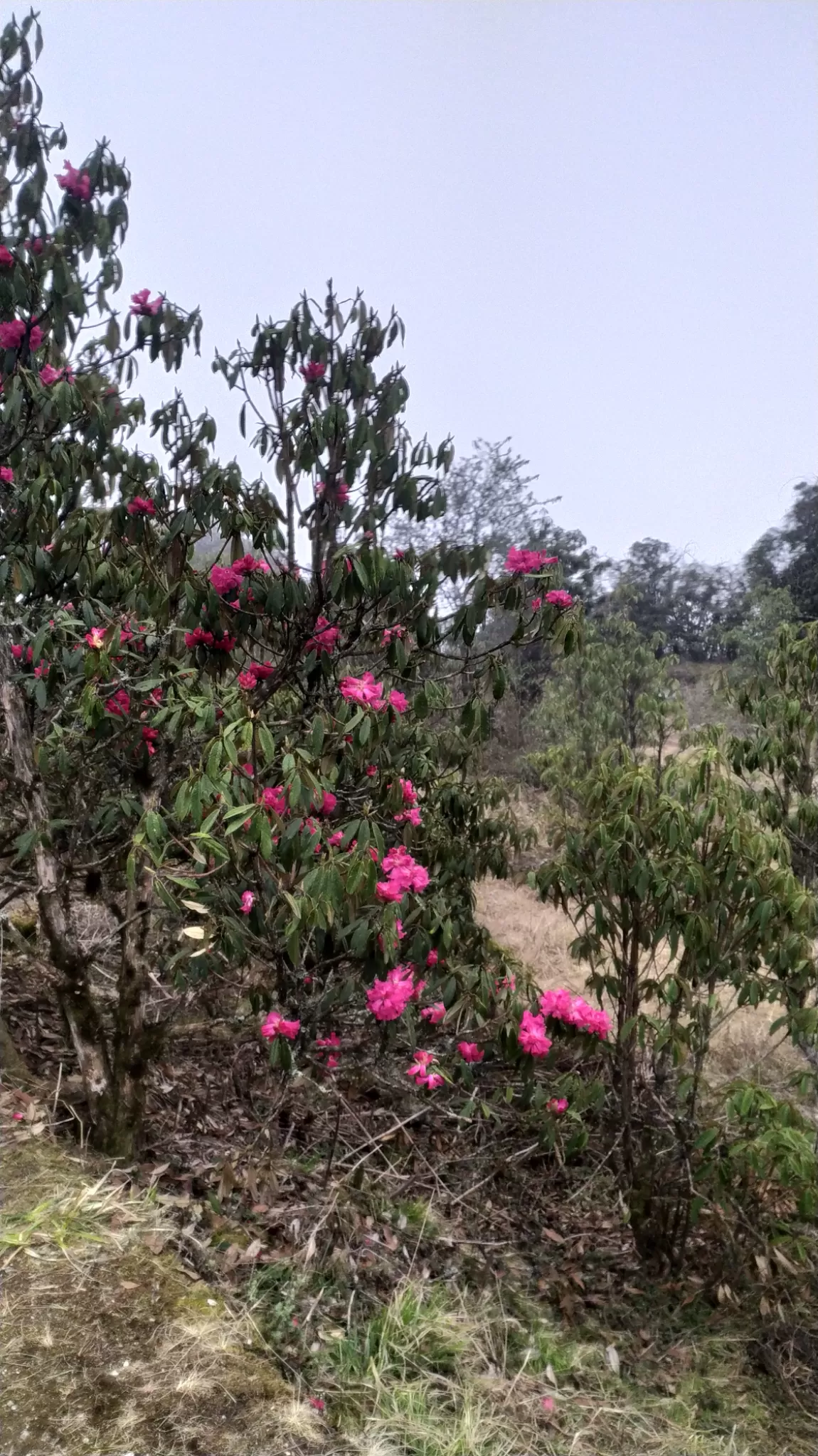 Photo of Soreng By Himalayan breez