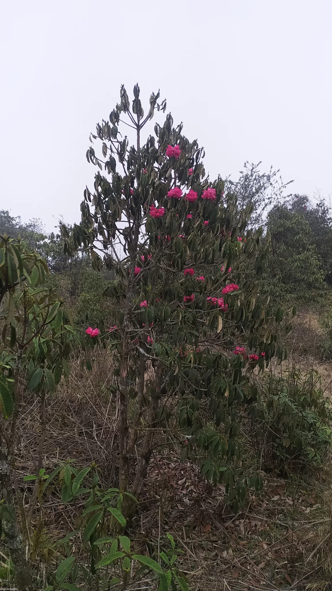 Photo of Soreng By Himalayan breez