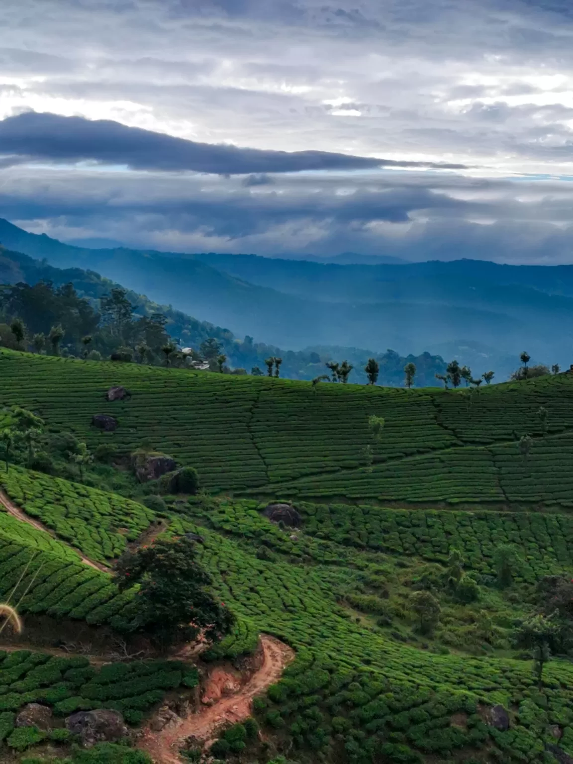 Photo of Munnar By Muhammed Shifas