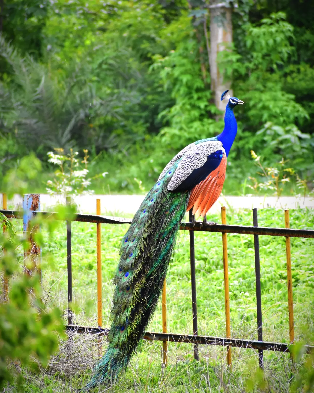 Photo of Ameenpur Lake By Mohan krishna 