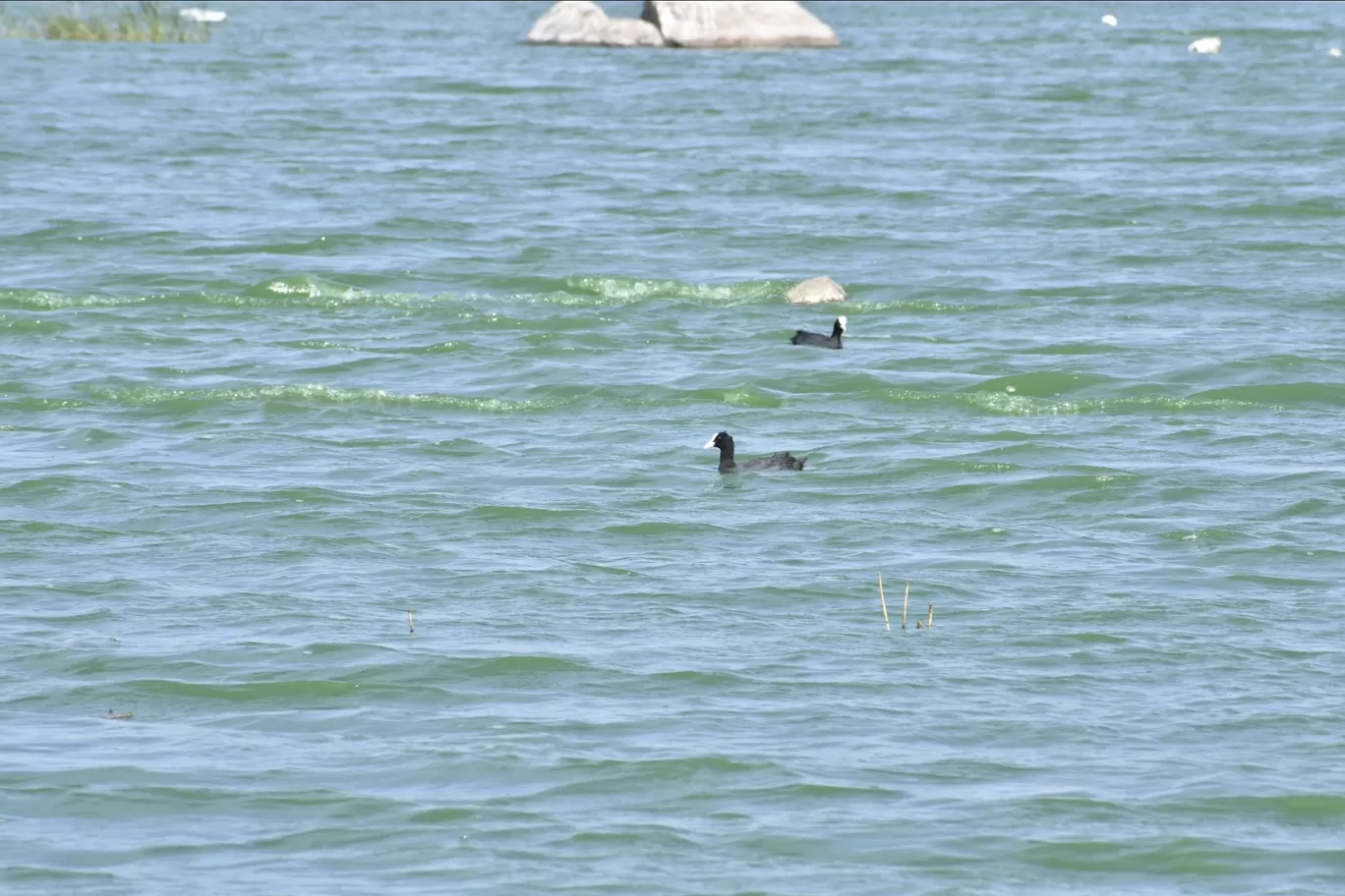 Photo of Ameenpur Lake By Mohan krishna 