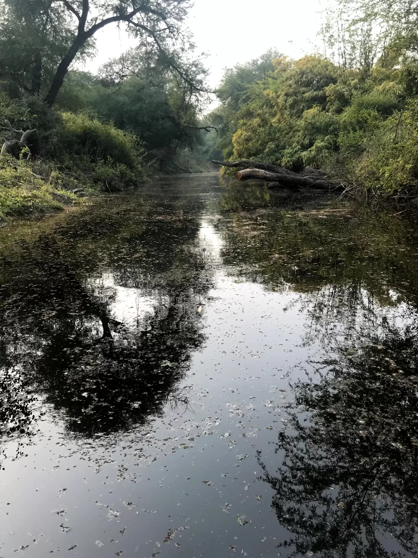 Photo of Bharatpur Bird Sanctuary By Divya Vaswani