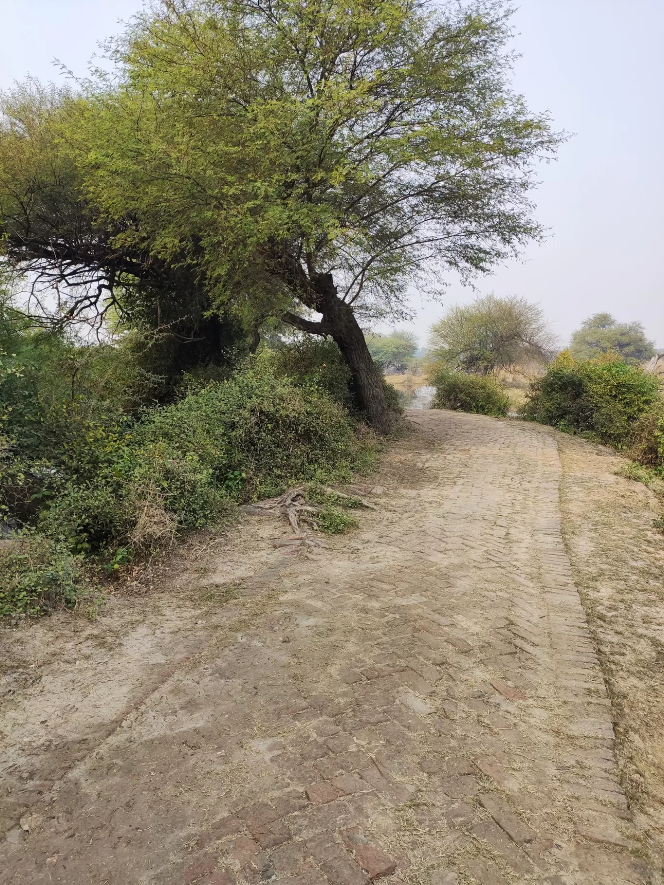 Photo of Bharatpur Bird Sanctuary By Divya Vaswani