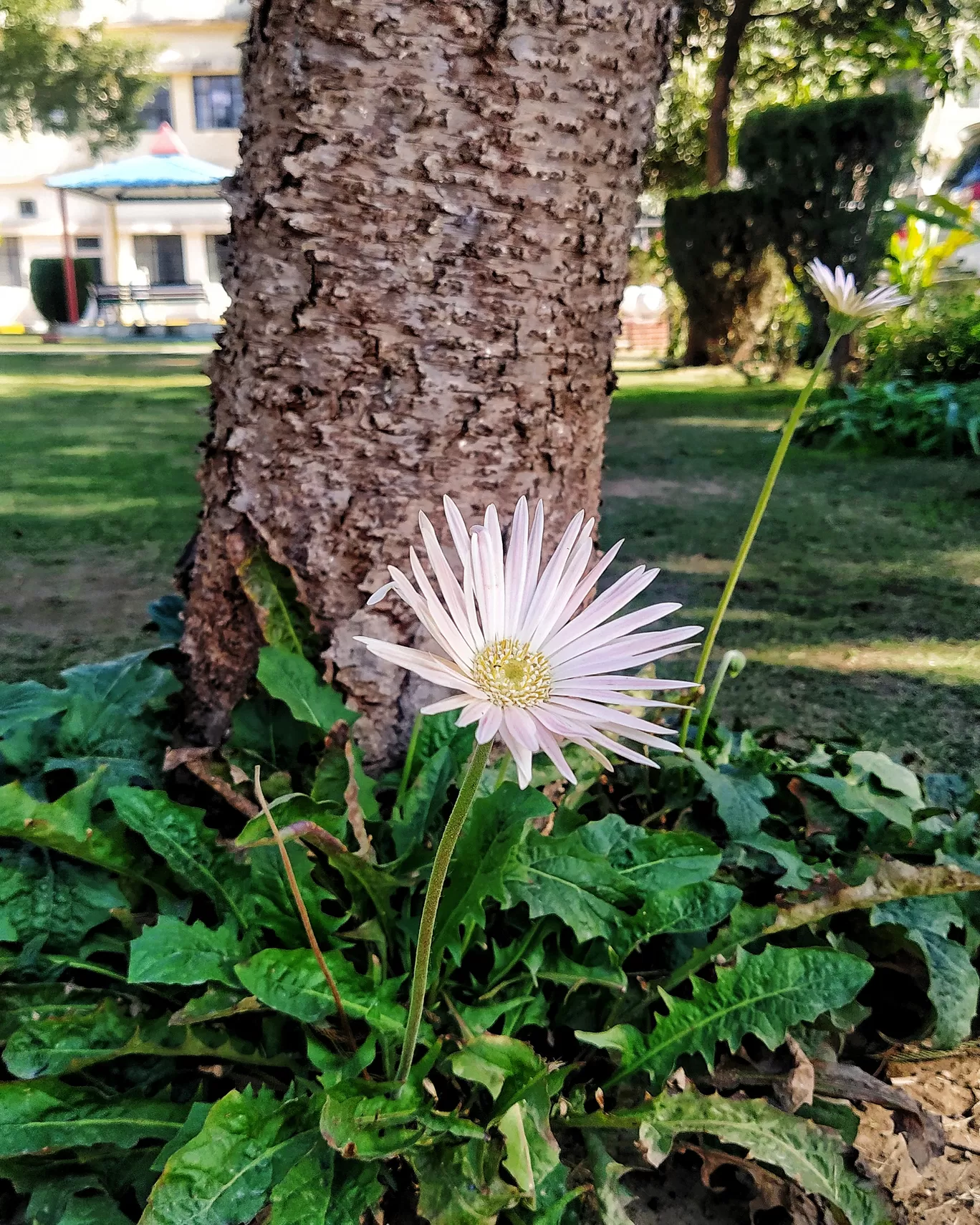 Photo of Bhojia Dental College & Hospital By Ayushi Kesarwani