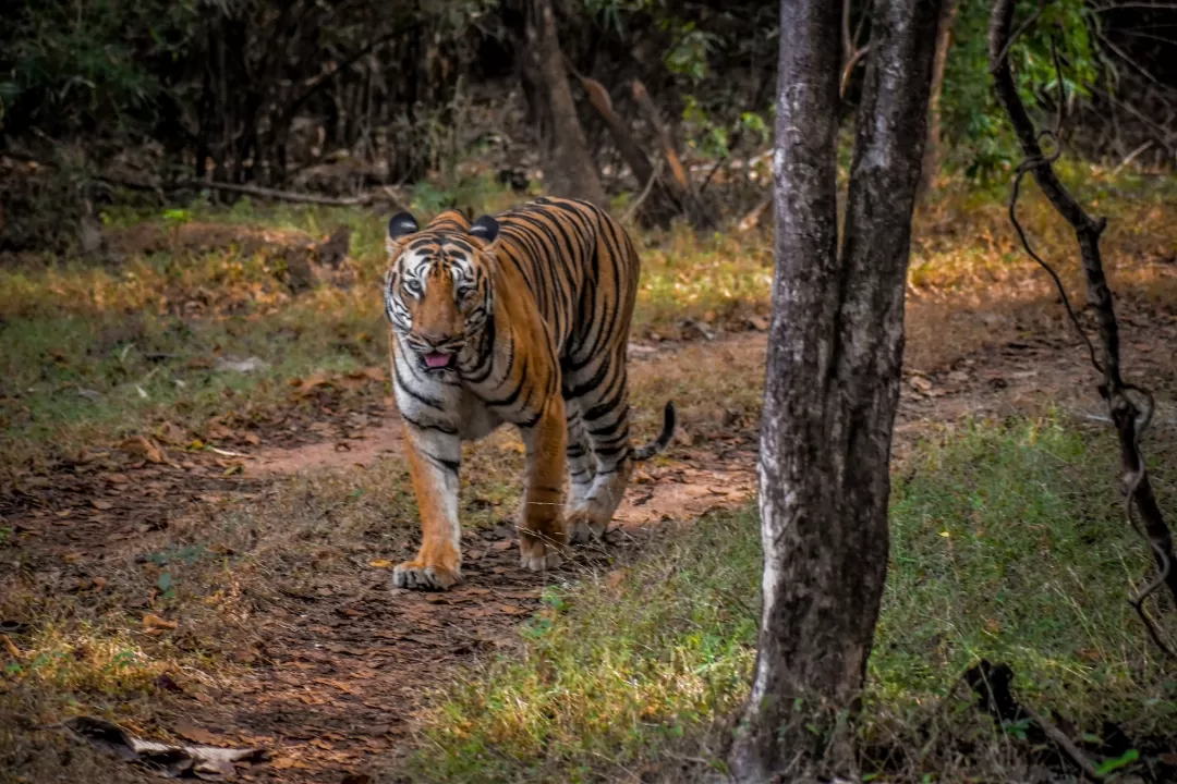 Photo of Tadoba Andhari Tiger Reserve By Parth