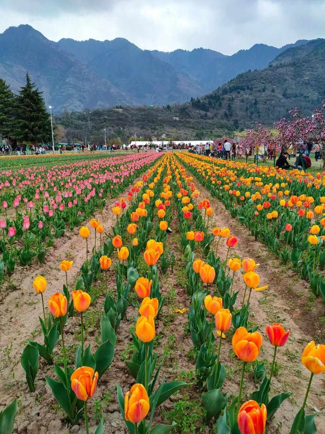 Photo of Tulip Garden By Murtaza Ali