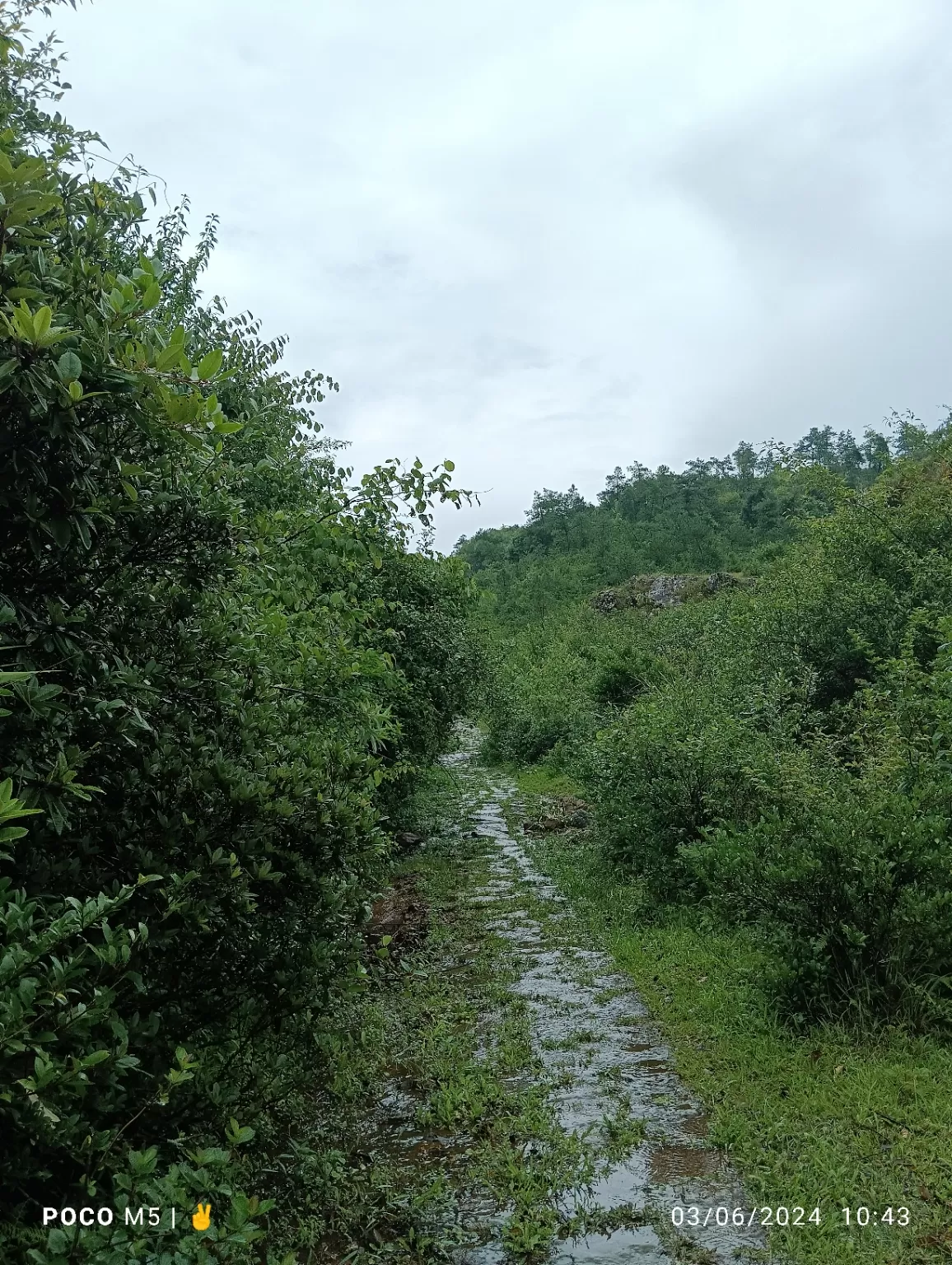 Photo of Mawphlang David Scott Trail - East Khasi Hills District By Raksan lyngwi