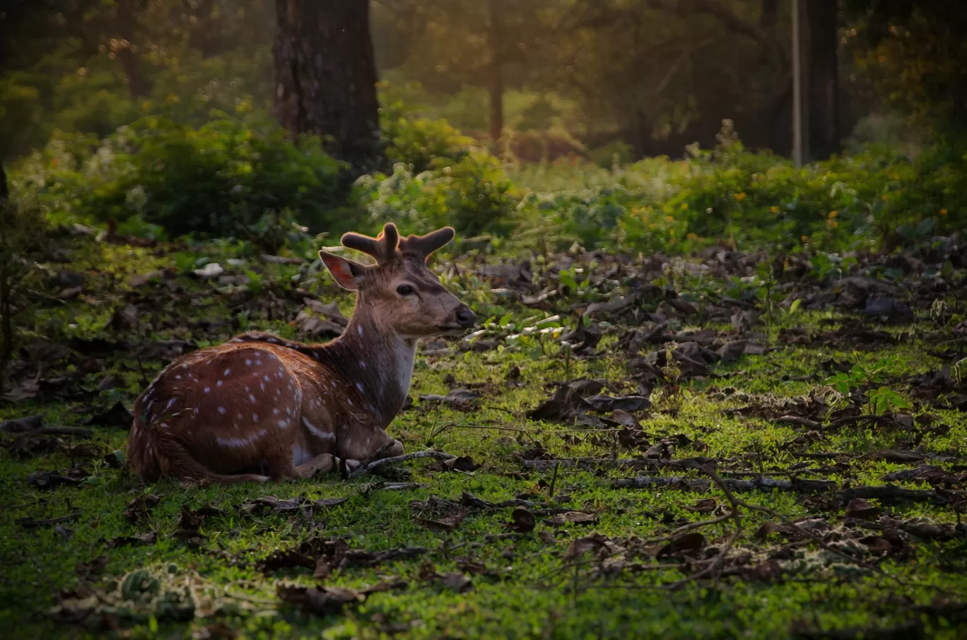 Photo of Nagarhole National Park And Tiger Reserve By Bony