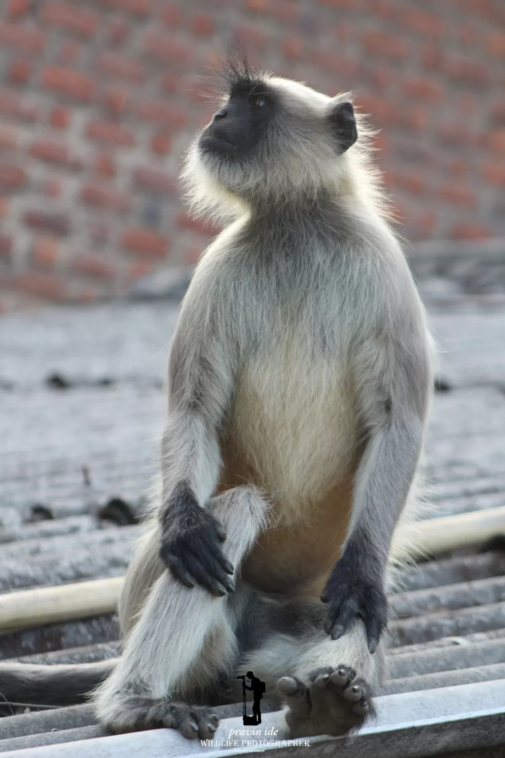 Photo of Shendi Bhandardara Bhandardara By wildlife photographer