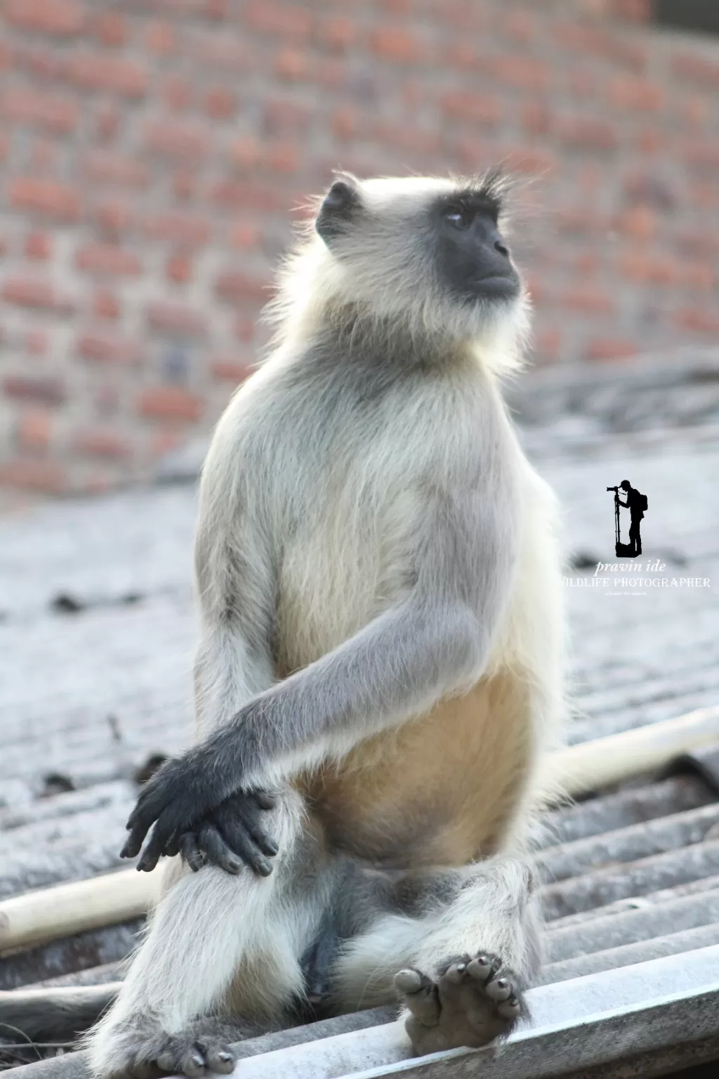 Photo of Shendi Bhandardara Bhandardara By wildlife photographer