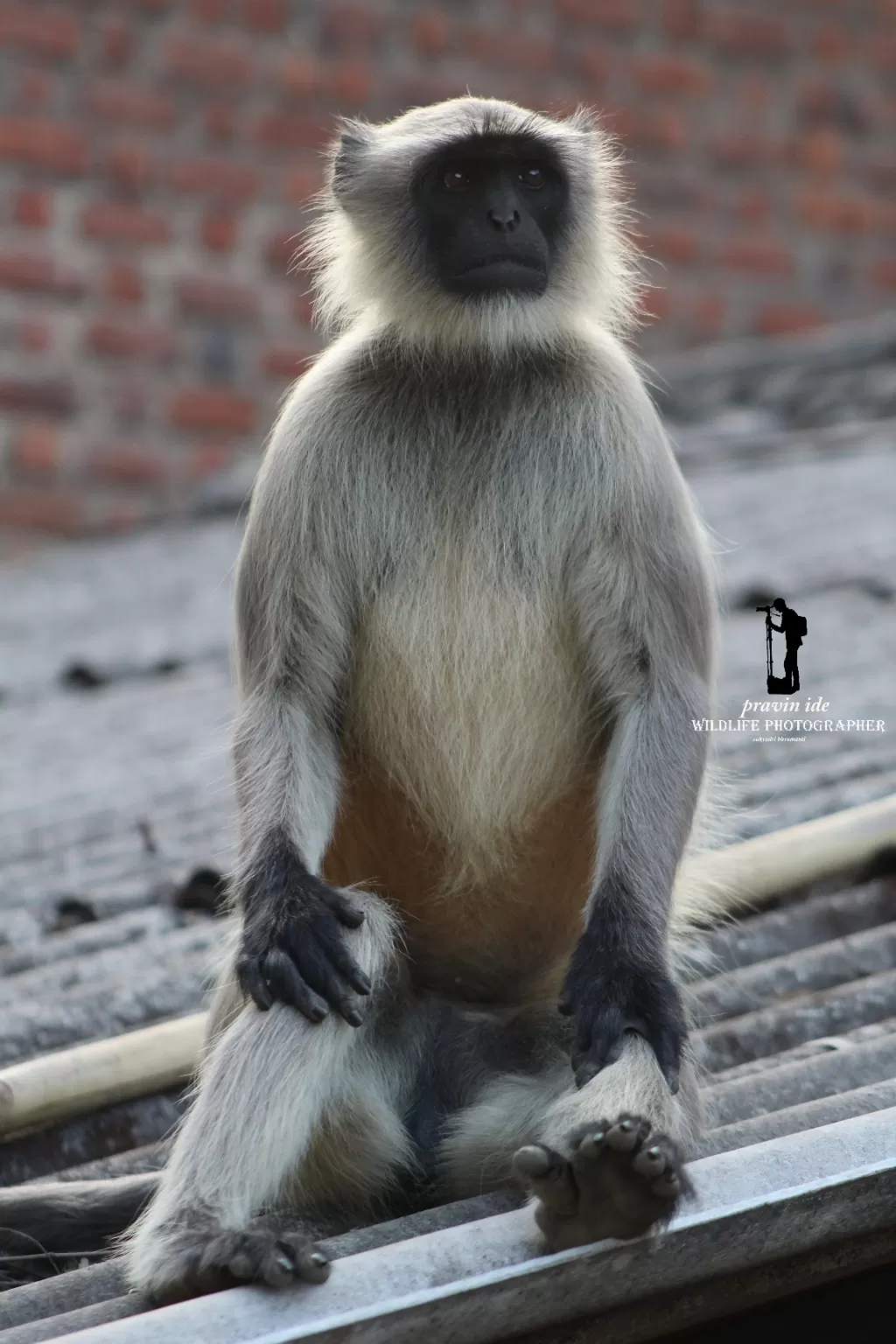 Photo of Shendi Bhandardara Bhandardara By wildlife photographer