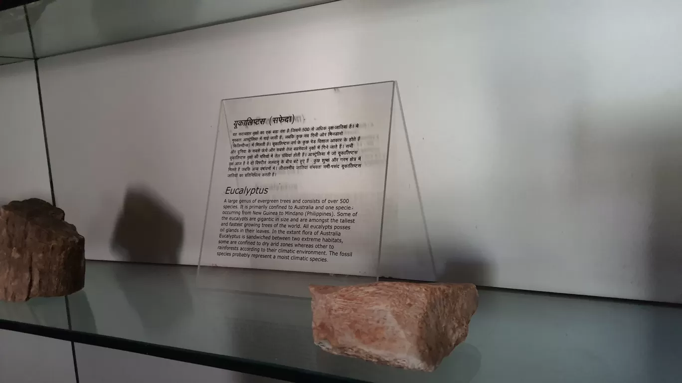 Photo of Ghughua Fossil Park By Glenn George