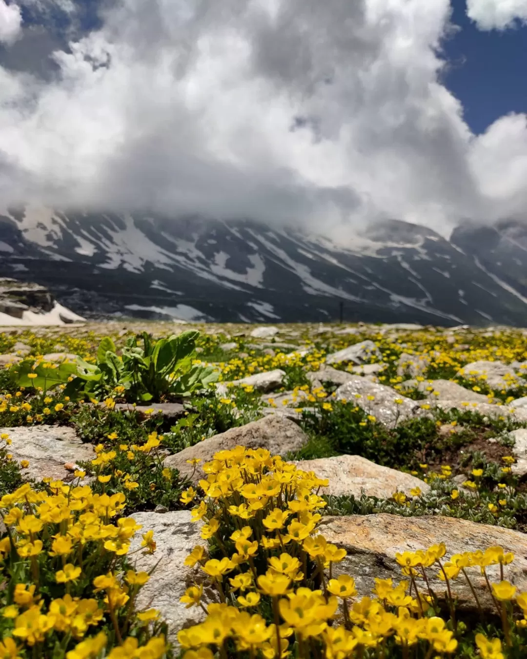 Photo of Rohtang Pass By Gargi Chakraborty