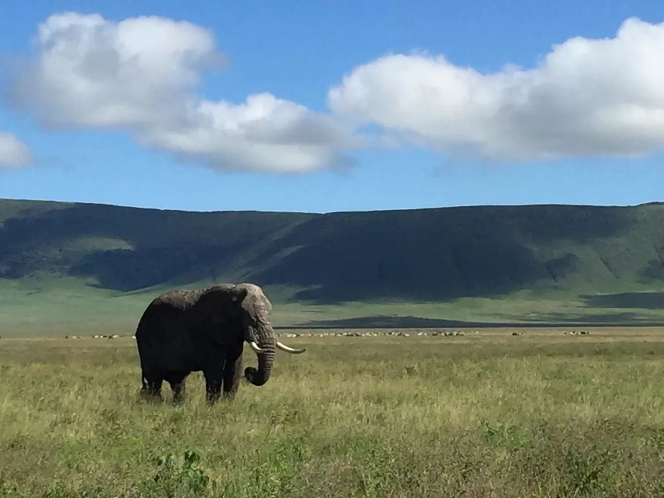 Photo of AFRICA NATURAL TOURS L.T.D : Tanzania Serengeti Migration Safari | Mount Kilimanjaro Climbing | Hiking | Trekking and Zanzibar Beach Holiday | Best Agency Tour Operators in Arusha and Moshi By Tanzania Safari Tour Operators in Moshi and Arusha With AFRICA NATURAL TOURS
