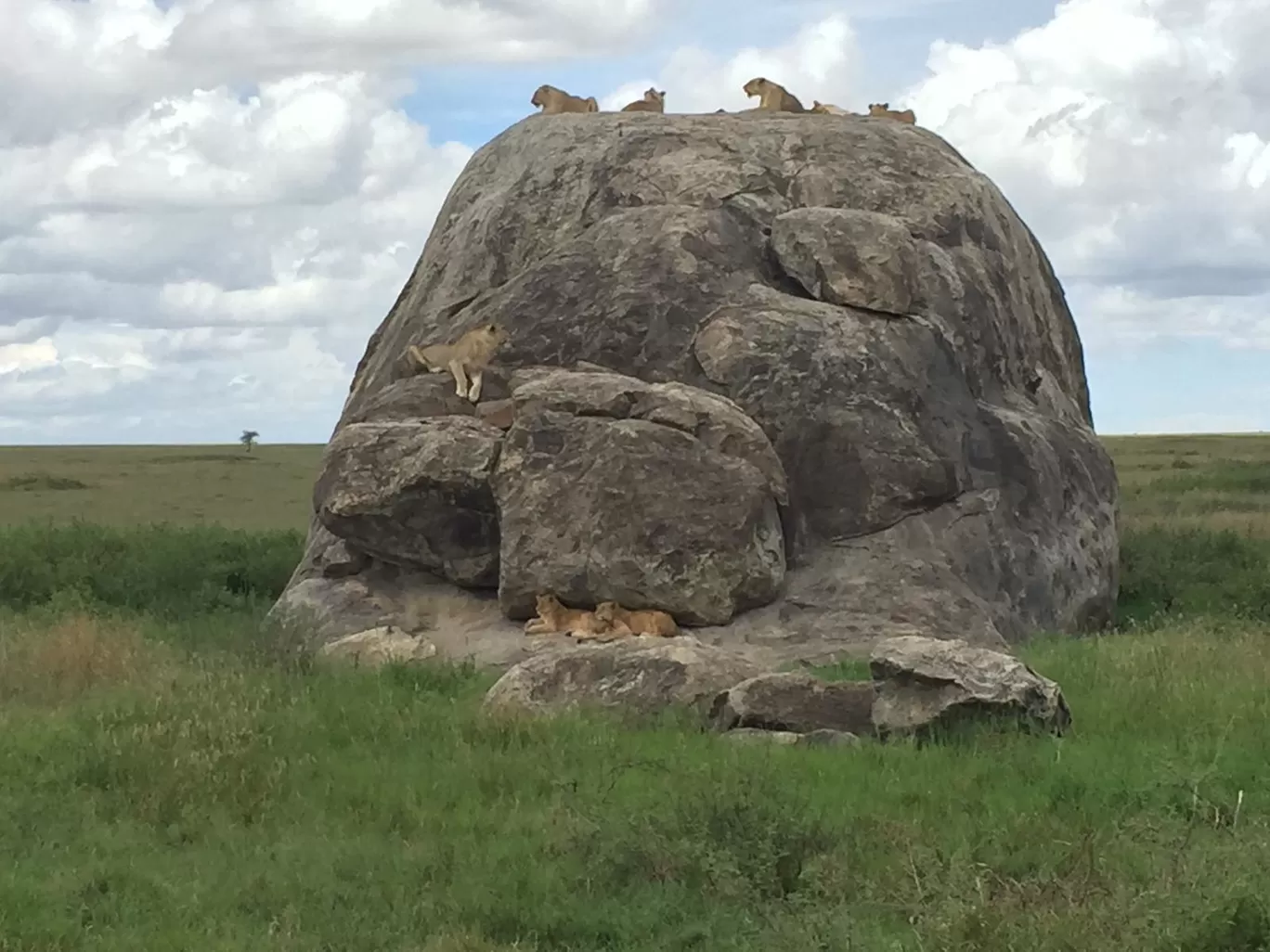 Photo of AFRICA NATURAL TOURS L.T.D : Tanzania Serengeti Migration Safari | Mount Kilimanjaro Climbing | Hiking | Trekking and Zanzibar Beach Holiday | Best Agency Tour Operators in Arusha and Moshi By Tanzania Safari Tour Operators in Moshi and Arusha With AFRICA NATURAL TOURS