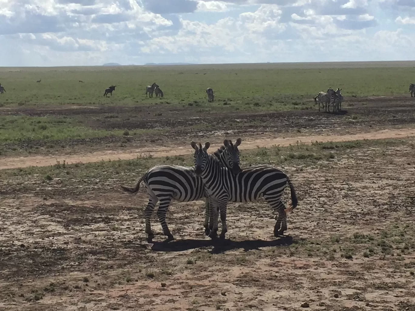 Photo of AFRICA NATURAL TOURS L.T.D : Tanzania Serengeti Migration Safari | Mount Kilimanjaro Climbing | Hiking | Trekking and Zanzibar Beach Holiday | Best Agency Tour Operators in Arusha and Moshi By Tanzania Safari Tour Operators in Moshi and Arusha With AFRICA NATURAL TOURS