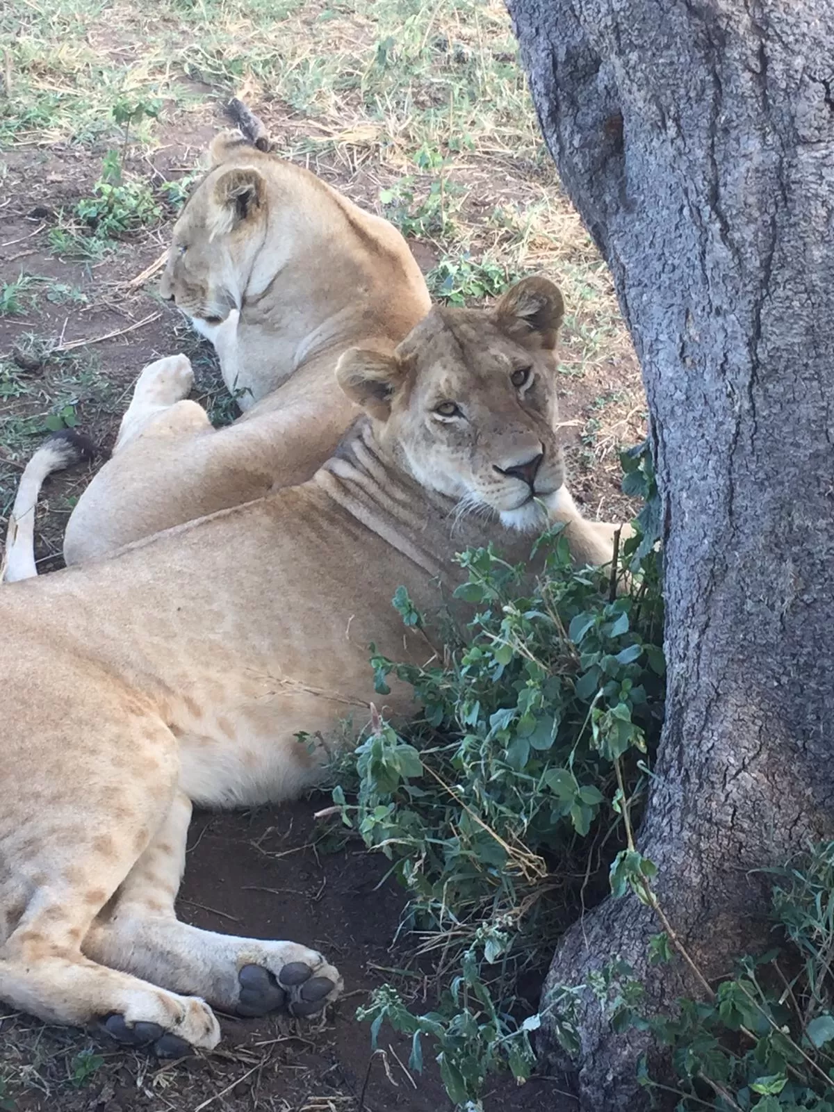 Photo of AFRICA NATURAL TOURS L.T.D : Tanzania Serengeti Migration Safari | Mount Kilimanjaro Climbing | Hiking | Trekking and Zanzibar Beach Holiday | Best Agency Tour Operators in Arusha and Moshi By Tanzania Safari Tour Operators in Moshi and Arusha With AFRICA NATURAL TOURS